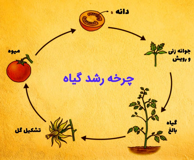 چرخه رشد گیاه