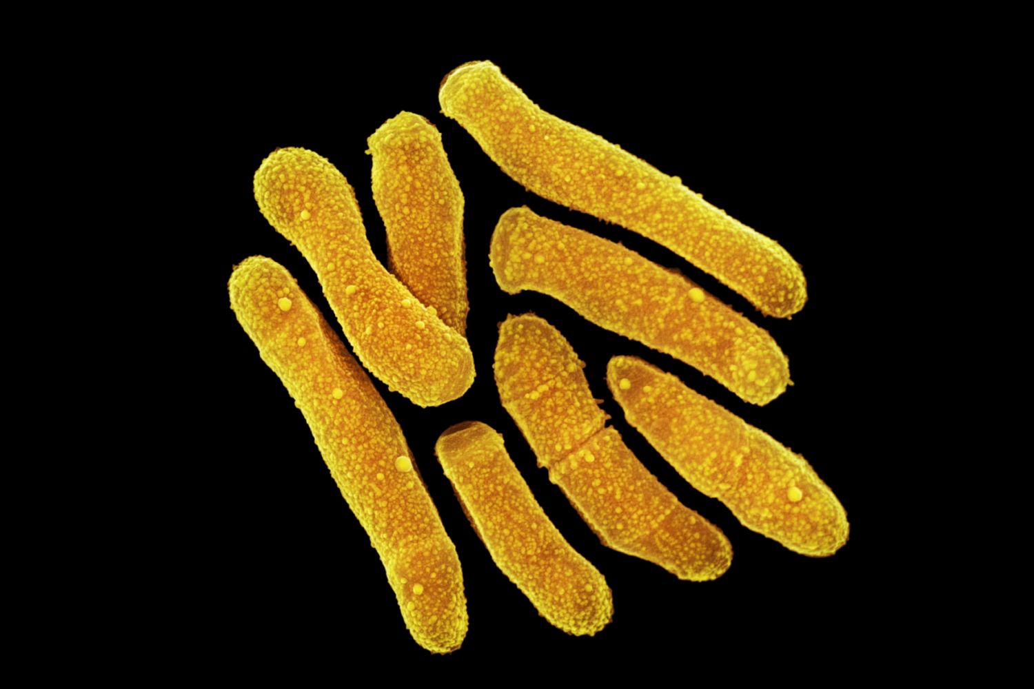 انواع باکتری های پوست انسان